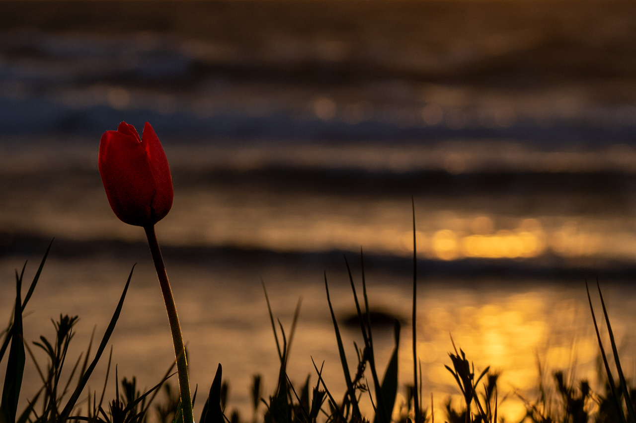 Tulpe auf Bornholm