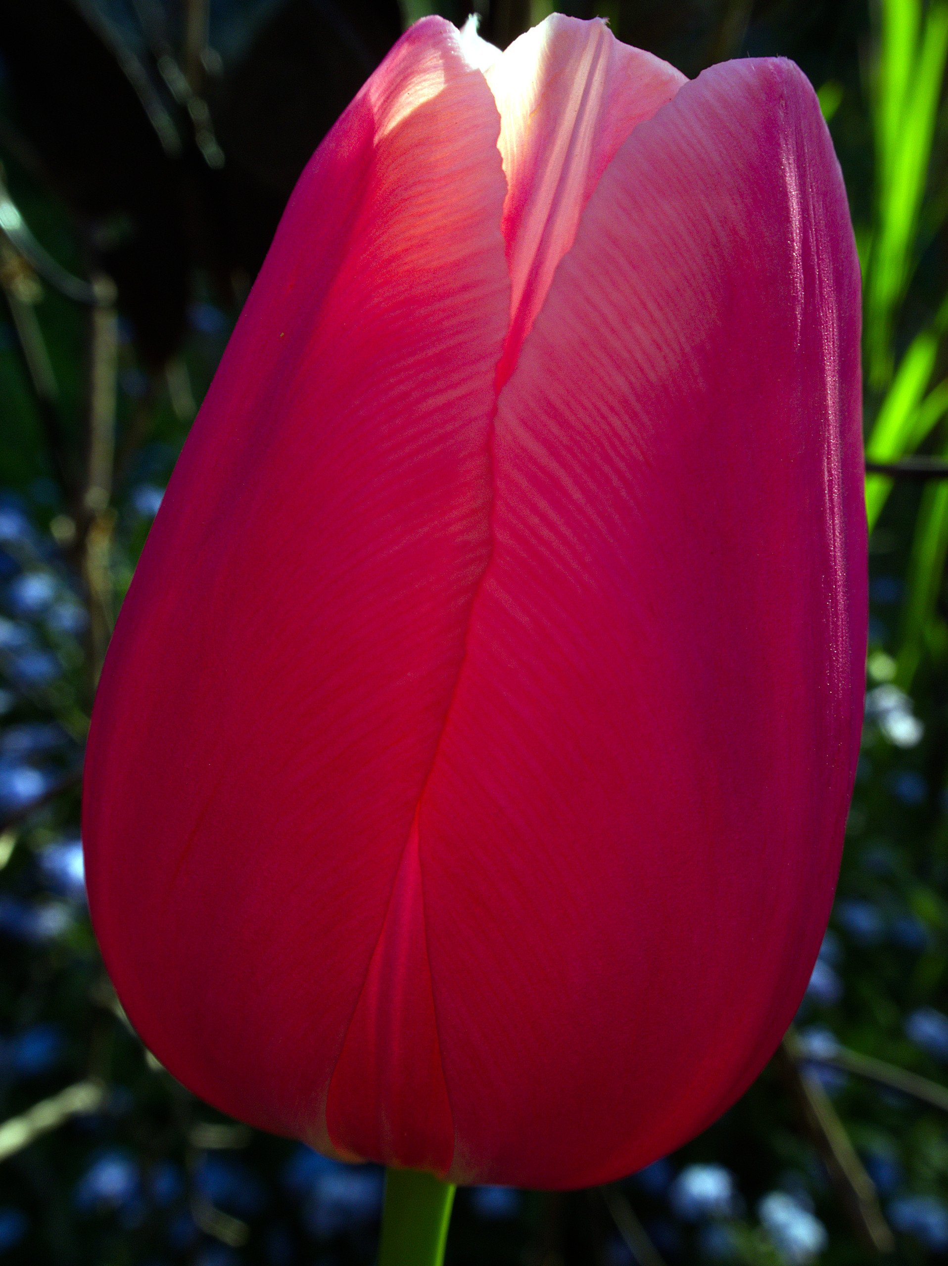 Tulpe bei Sonnenuntergang