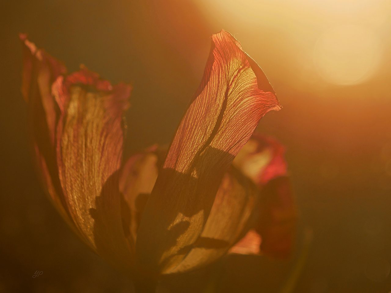 Tulpe im Streulicht