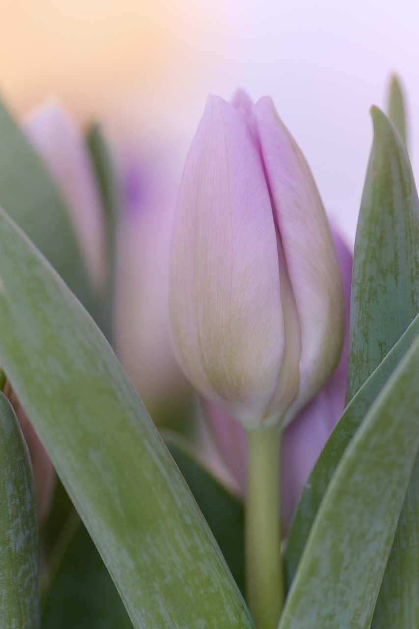 Tulpe in zarten Farben