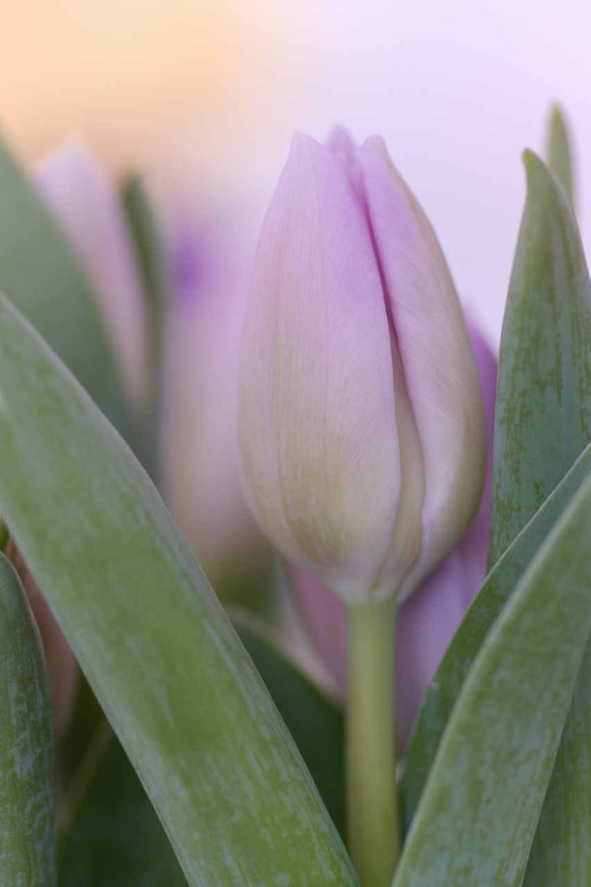 Tulpe in zarten Farben
