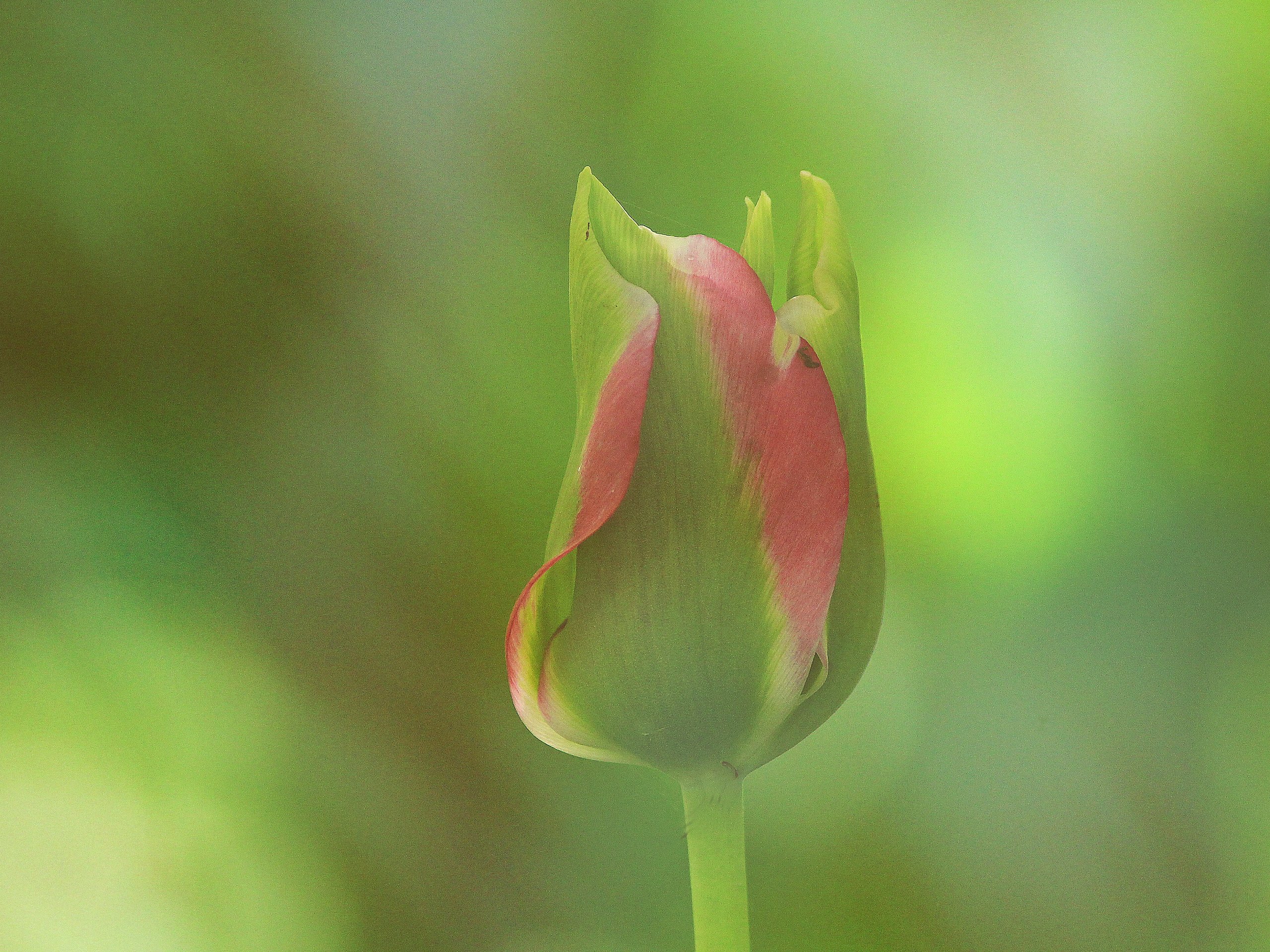 Tulpe.jpg