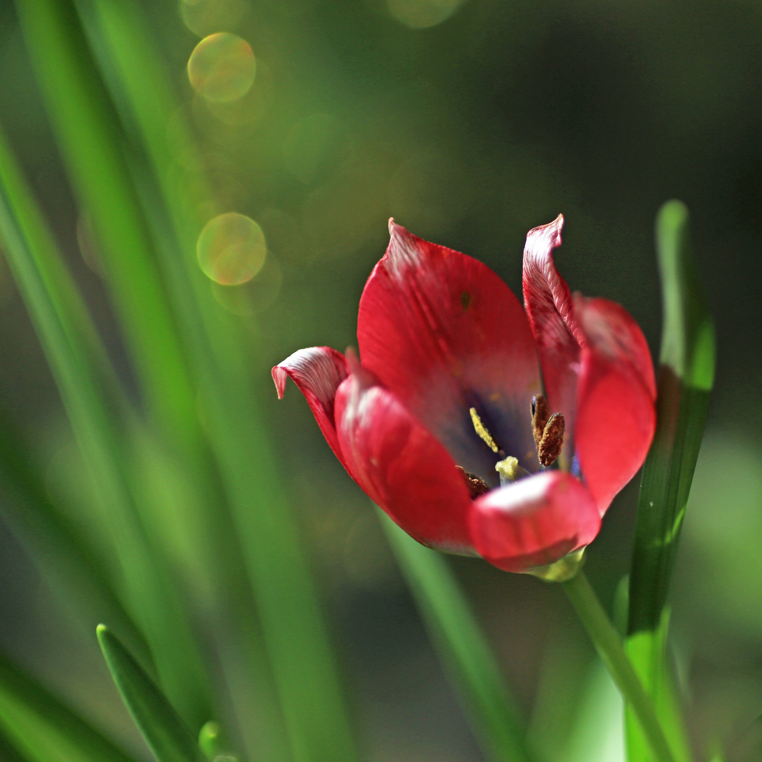 Tulpe.jpg