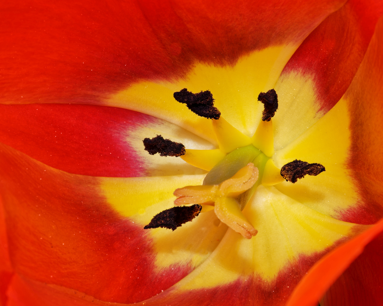 Tulpe Stempel