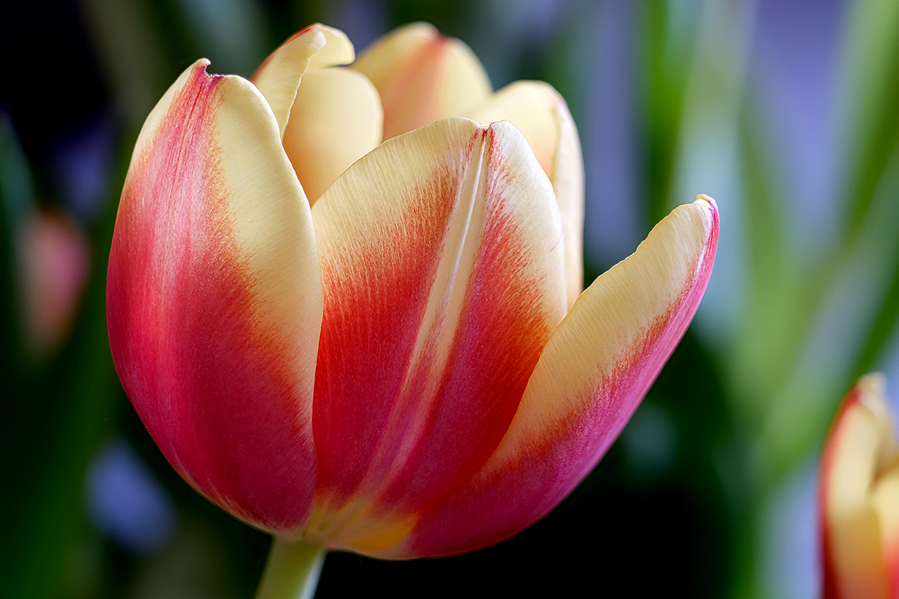 Tulpe