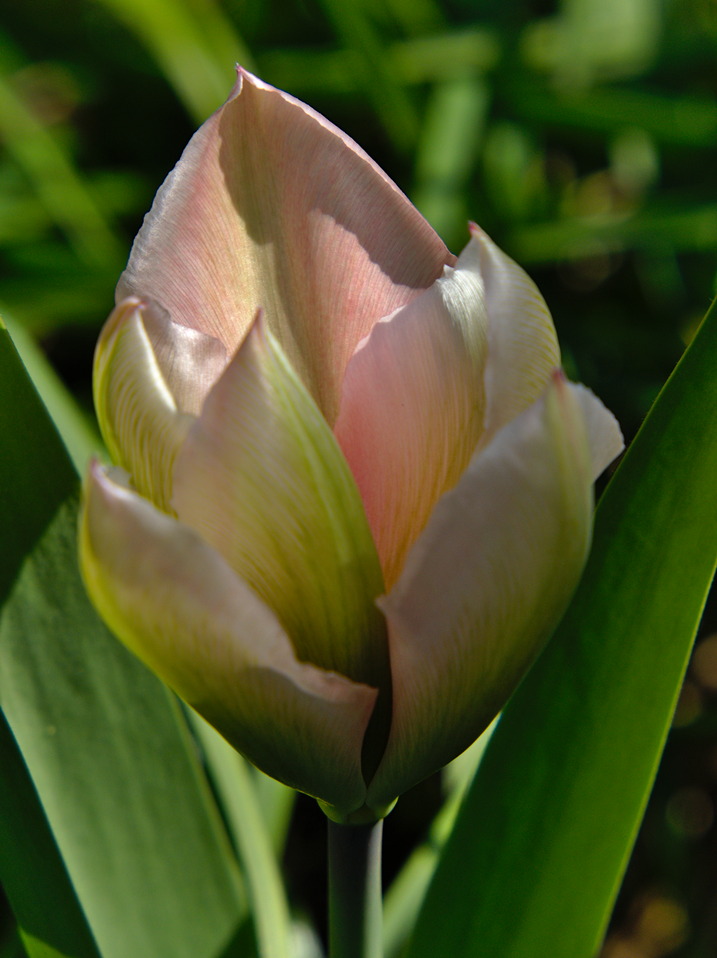 Tulpe