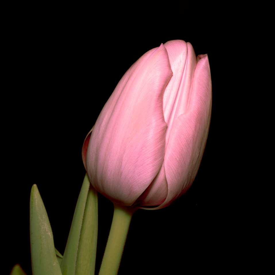 Tulpe