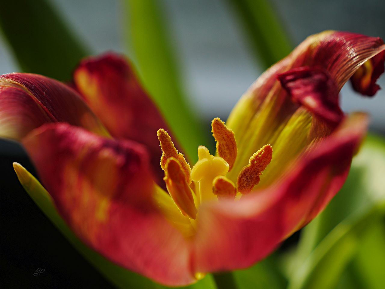 Tulpe