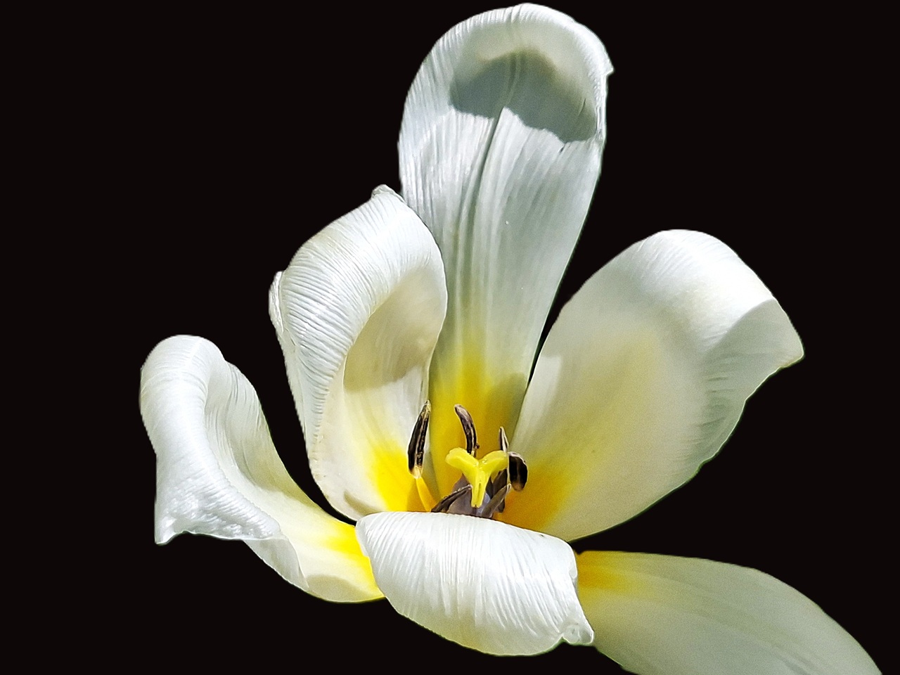 Tulpe
