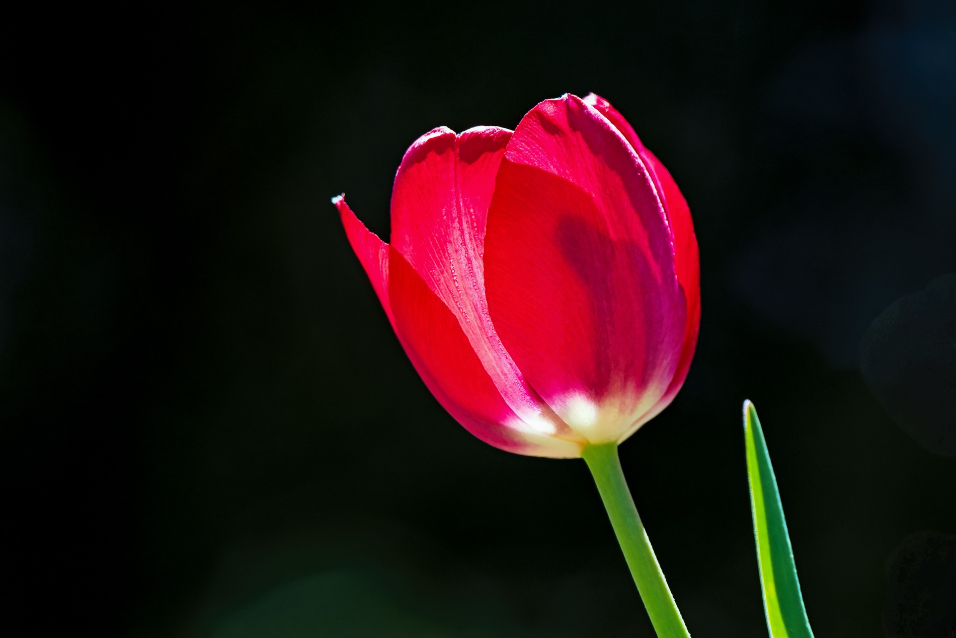 Tulpe