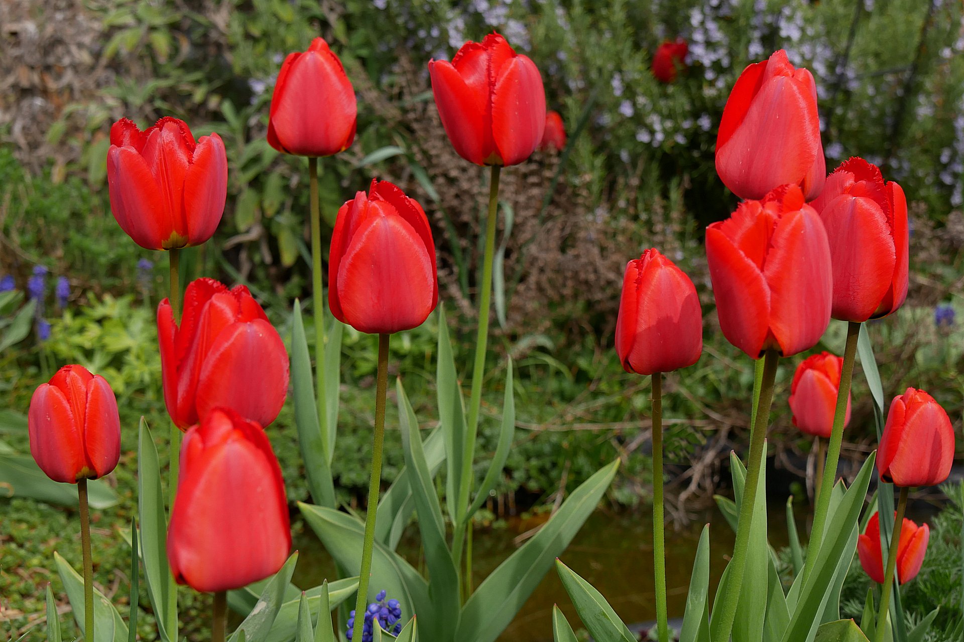 Tulpen aus ... (2)