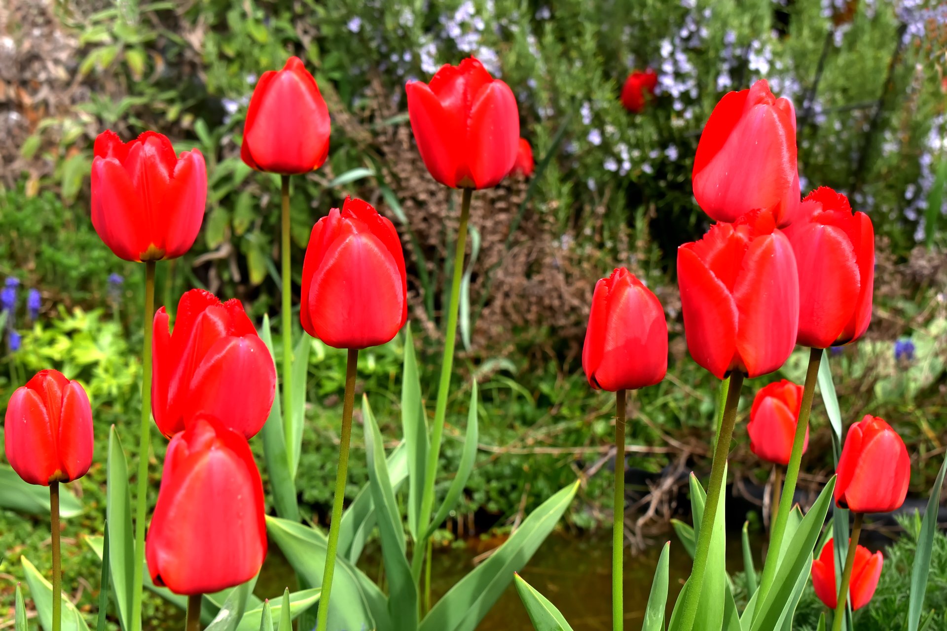 Tulpen aus ... (neu)