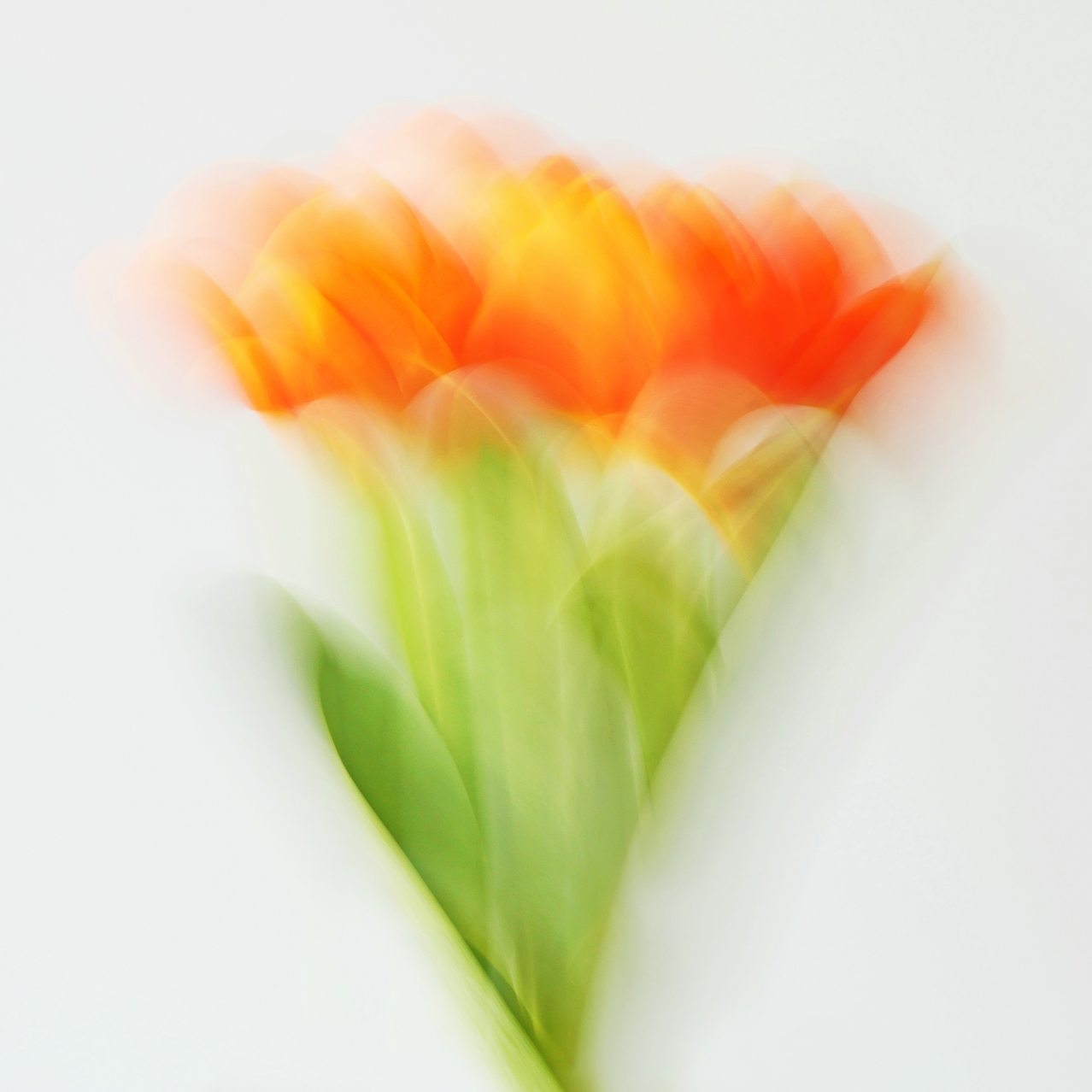 Tulpen experimentell.jpg