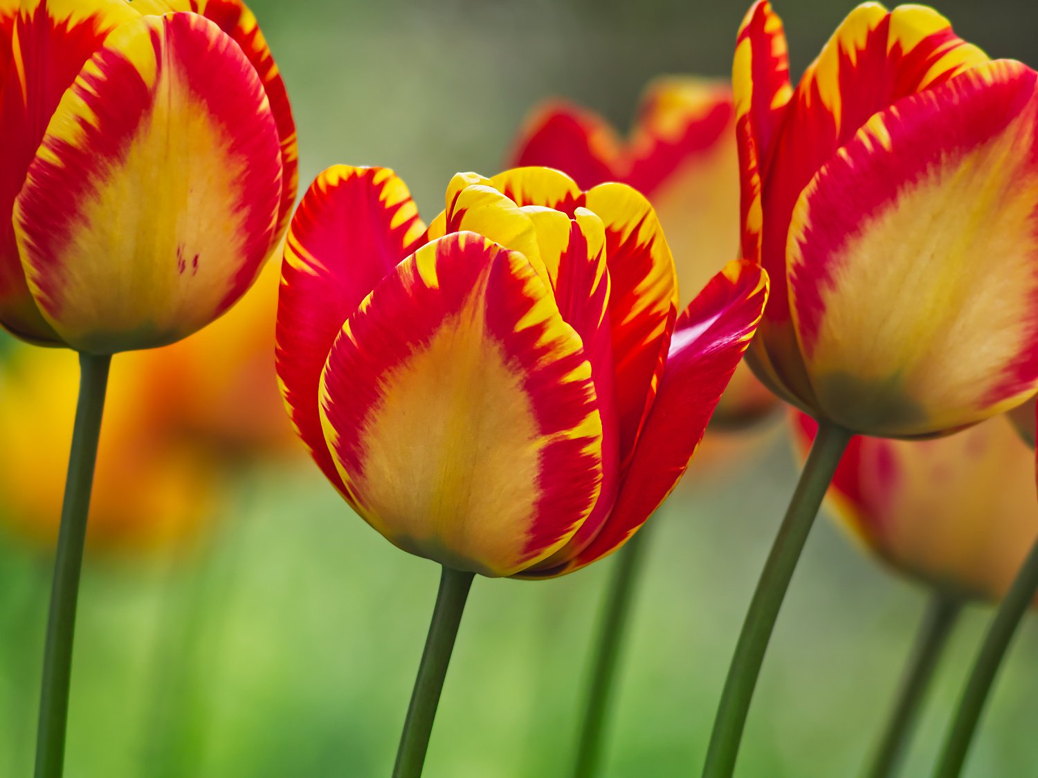 Tulpen - Farbfestival #2