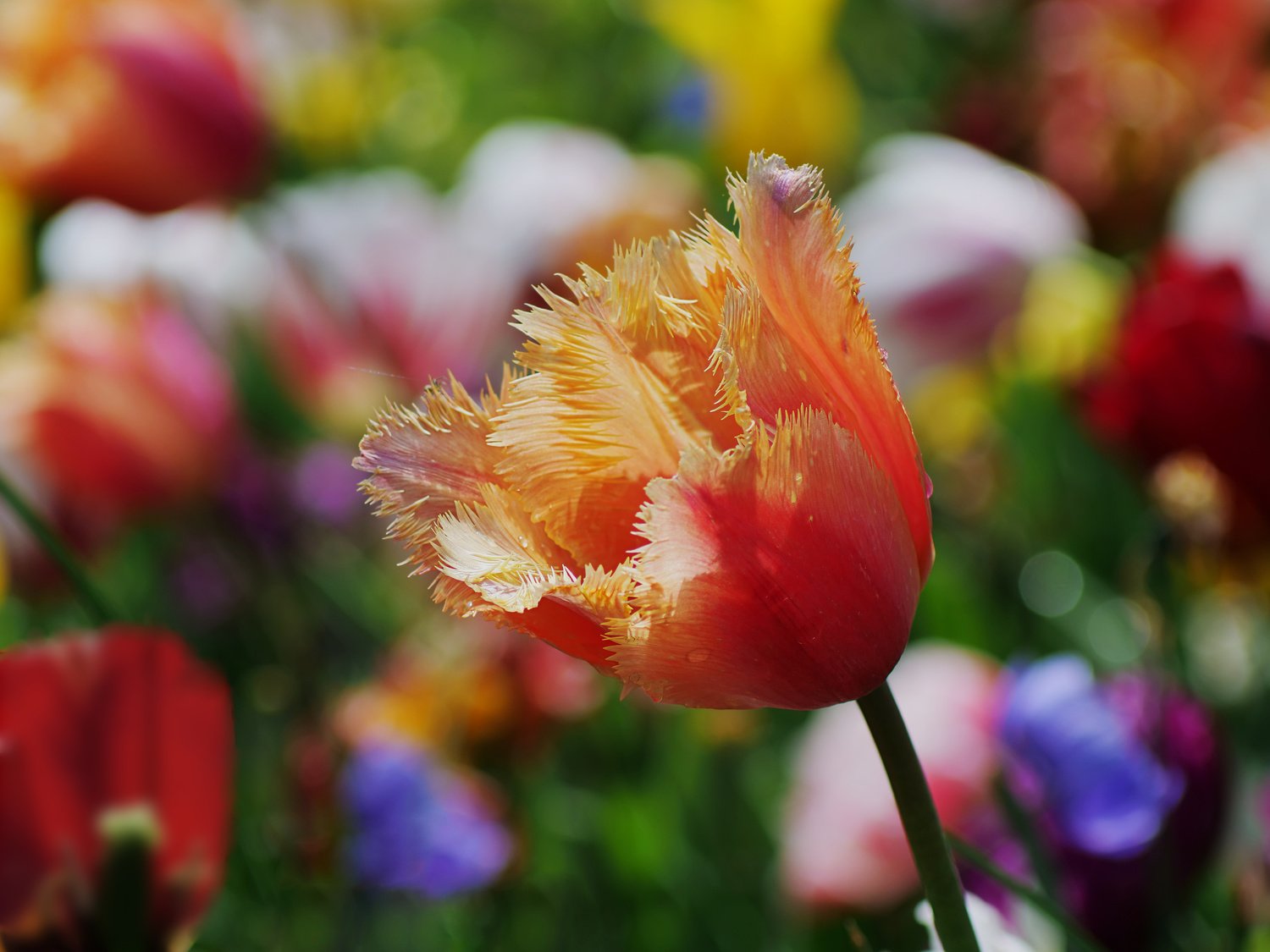 Tulpen - Farbfestival #3 (bis)