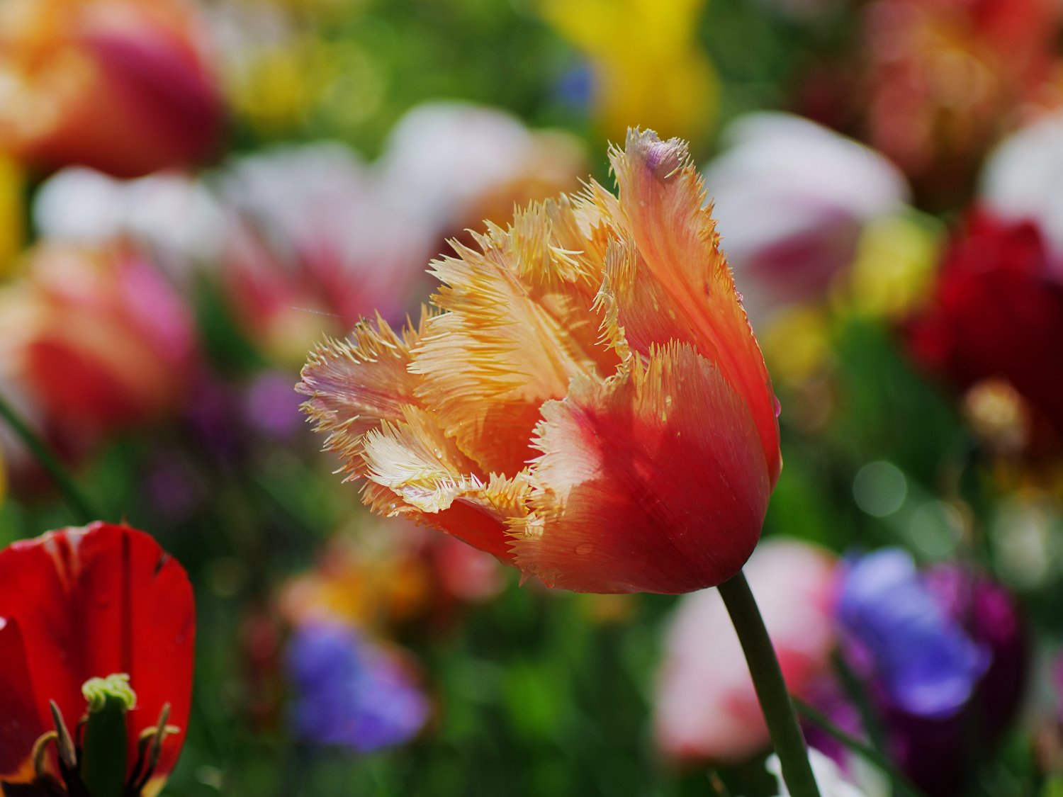 Tulpen - Farbfestival #3