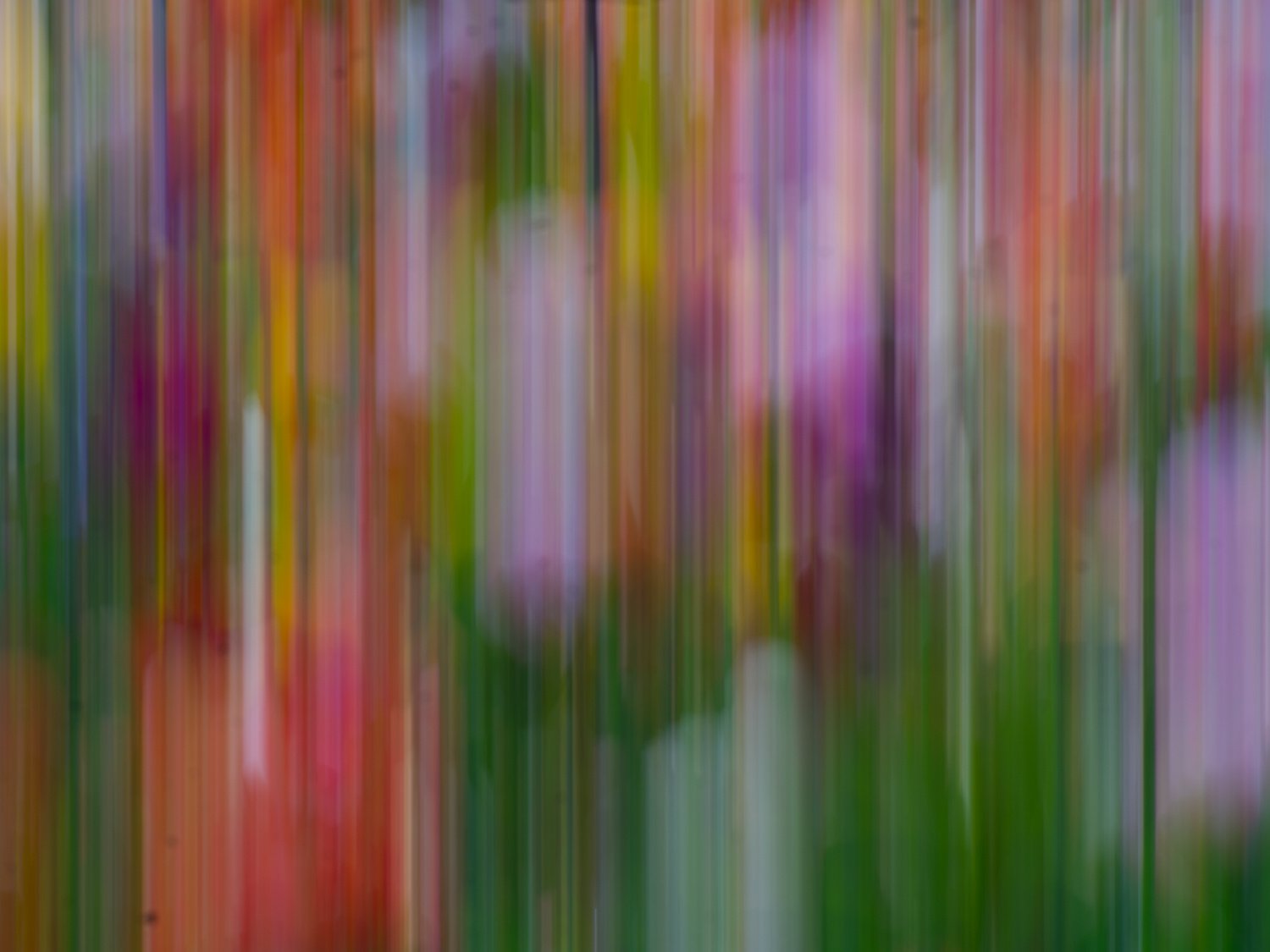 Tulpen - Farbfestival #4