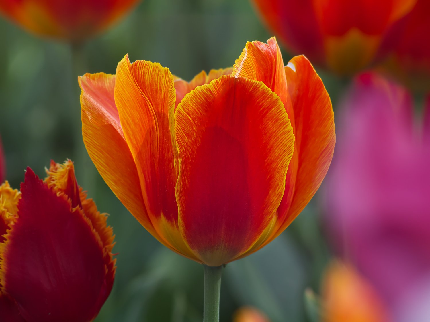 Tulpen - Farbfestival