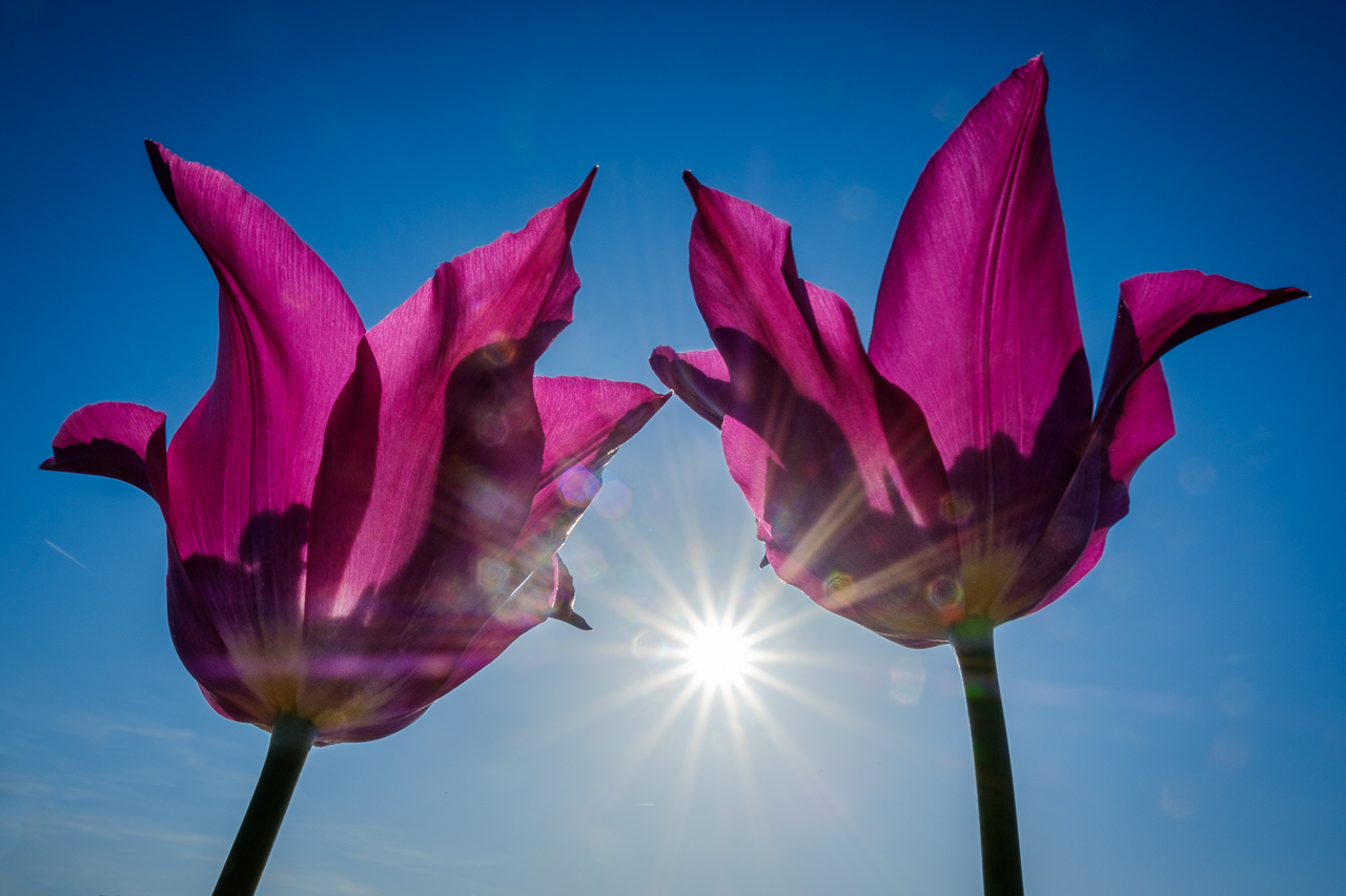 Tulpen im Gegenlicht