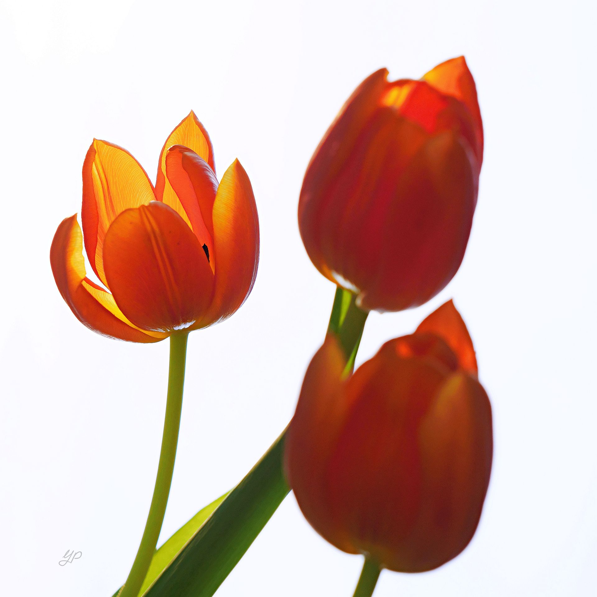 Tulpen-Trio