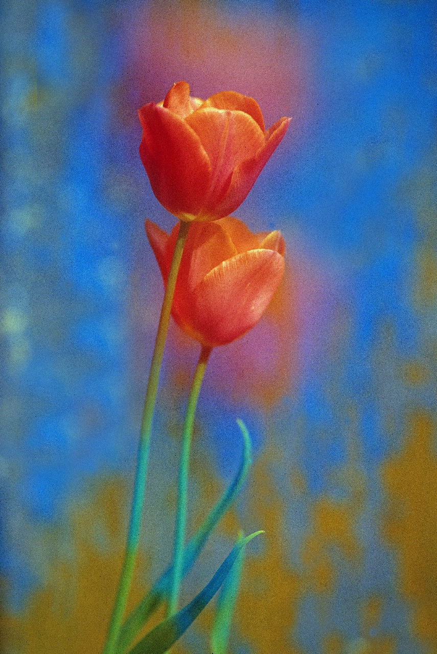 Tulpen verträumt