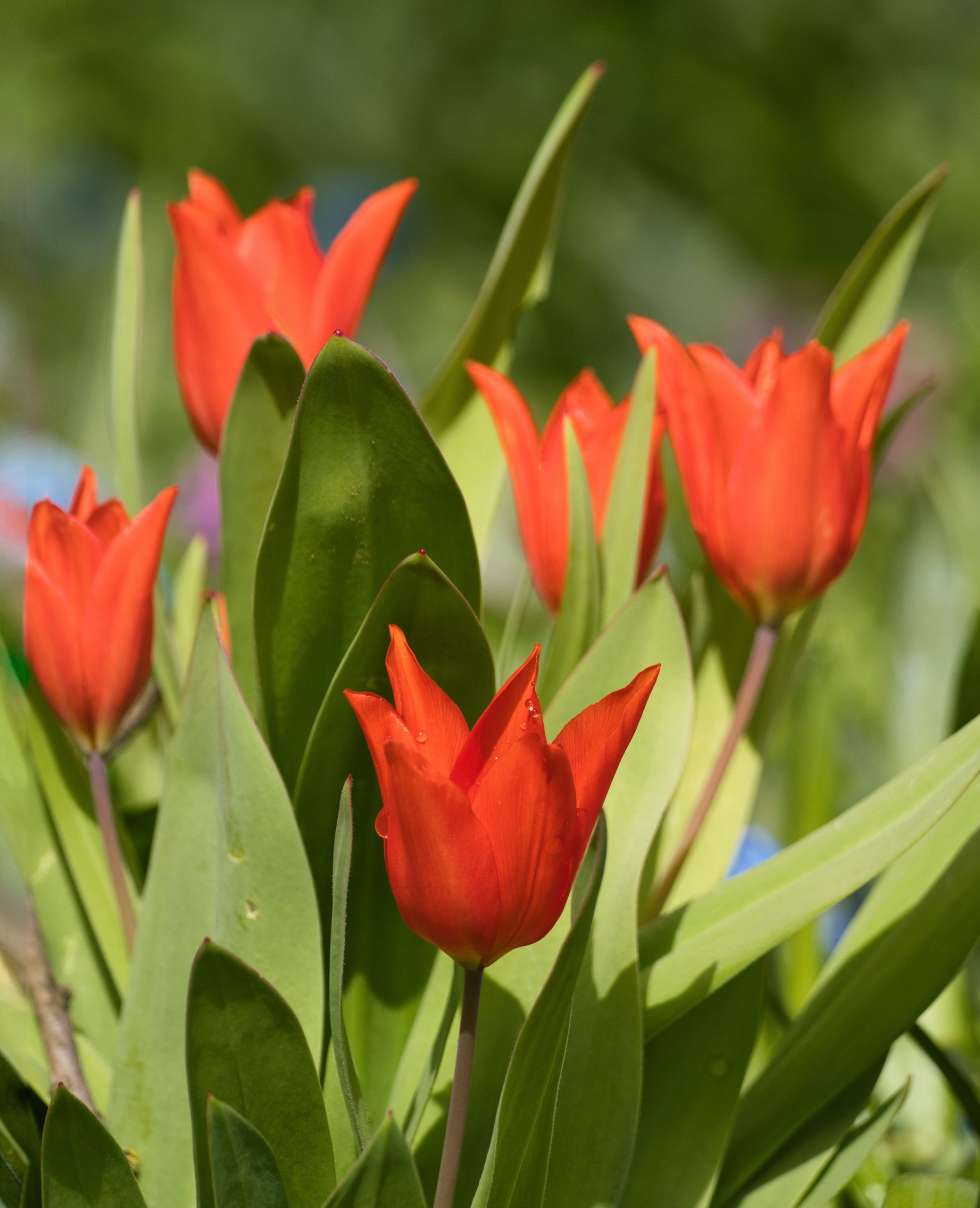 Tulpen
