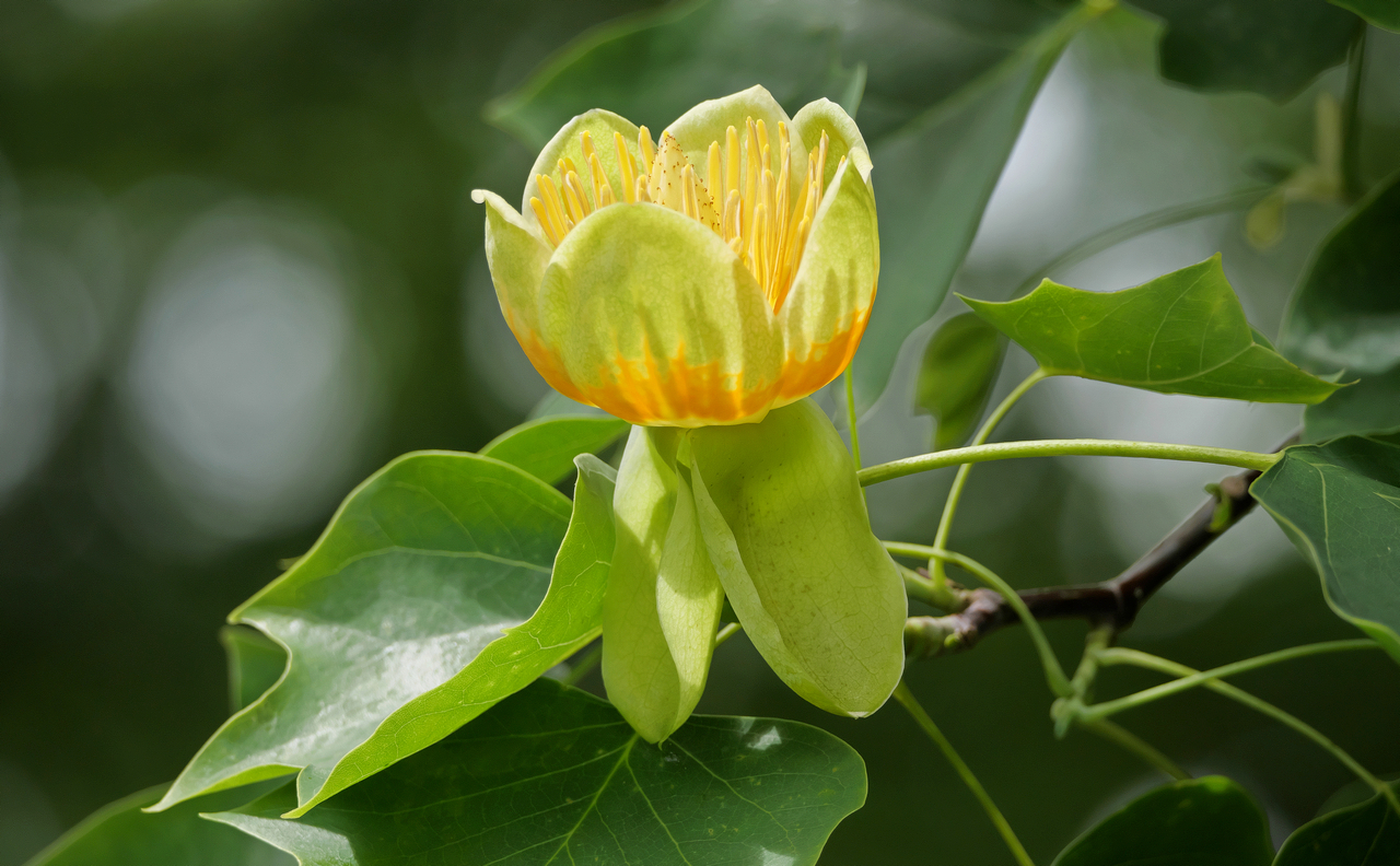 Tulpenbaum (Liriodendron tulipifera), Blüte