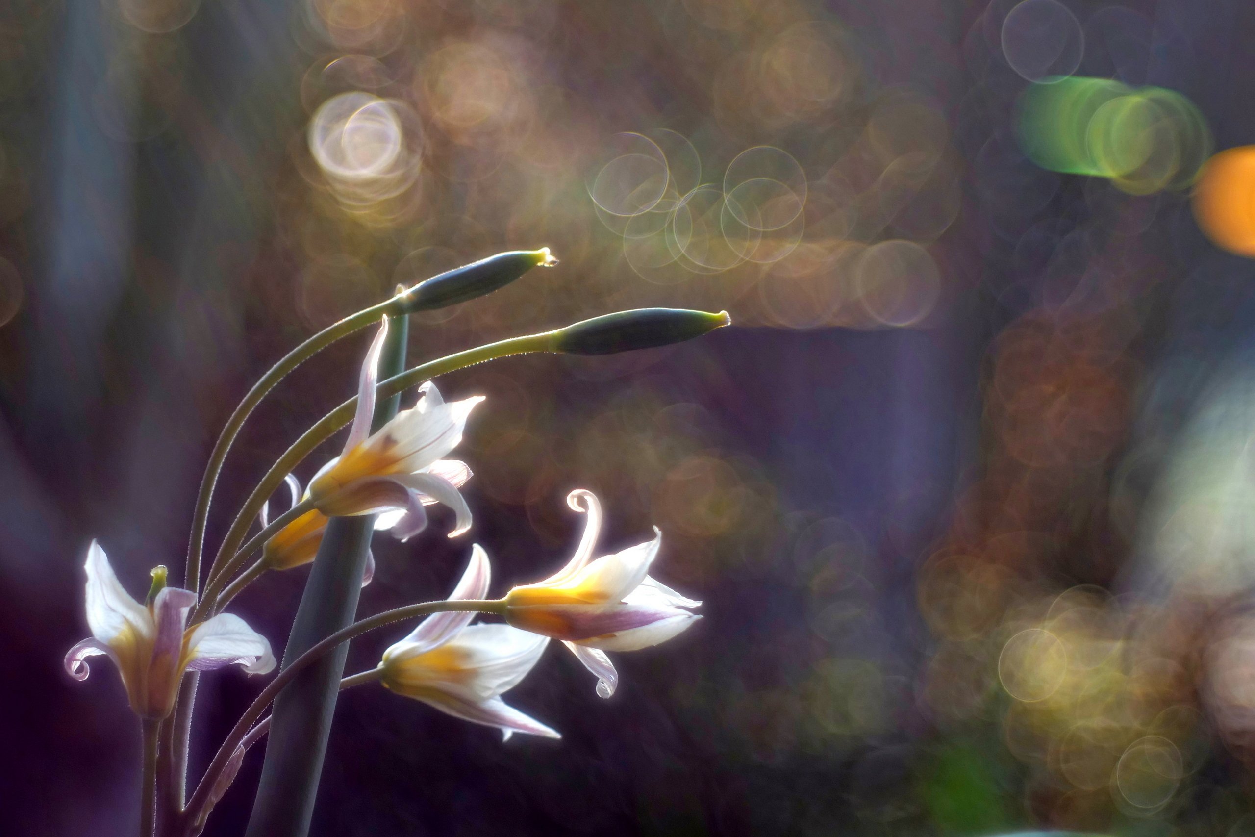 Turkestanische Tulpe