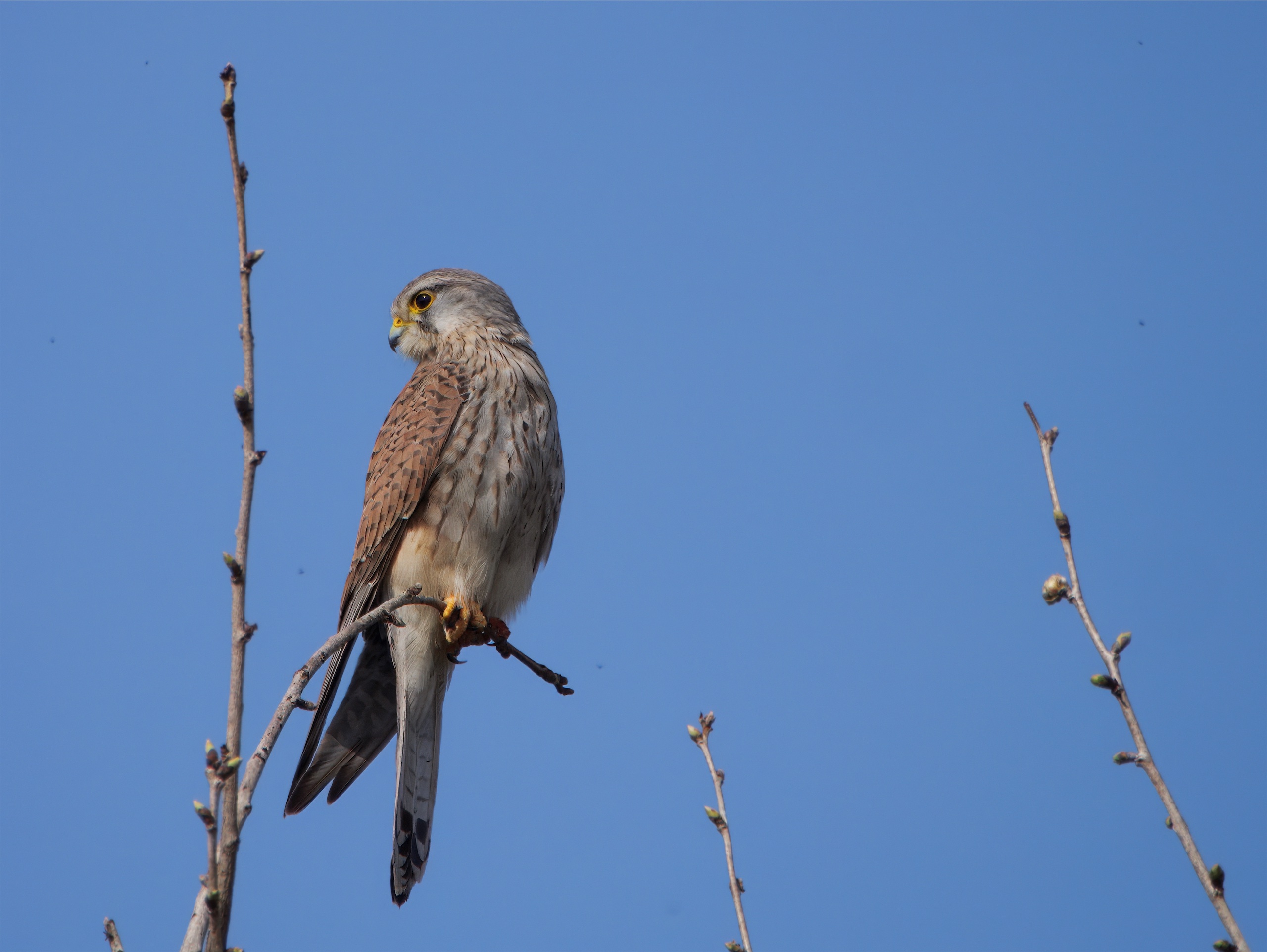 Turmfalke auf Beobachtungsposten