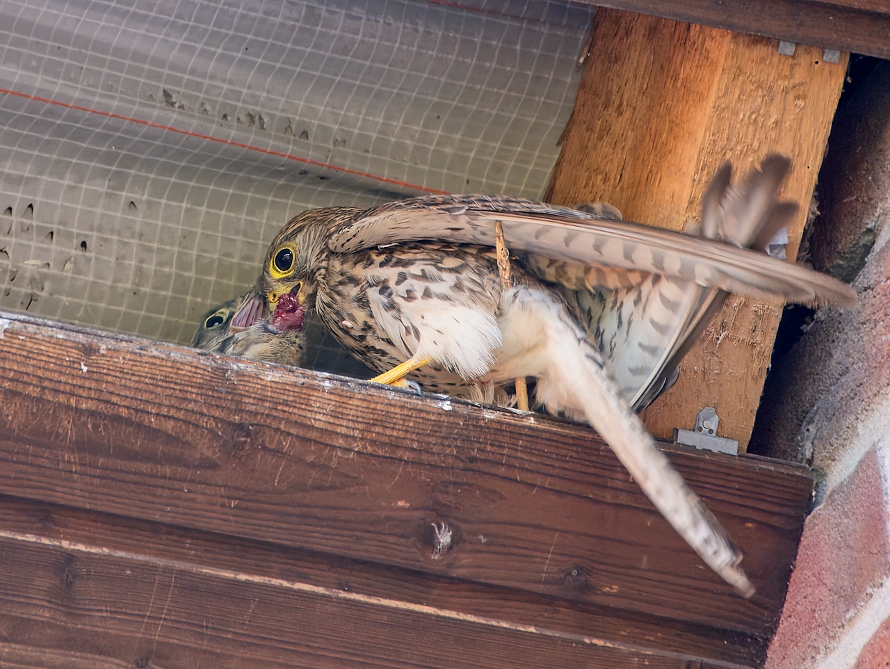 Turmfalke bei der Fütterung