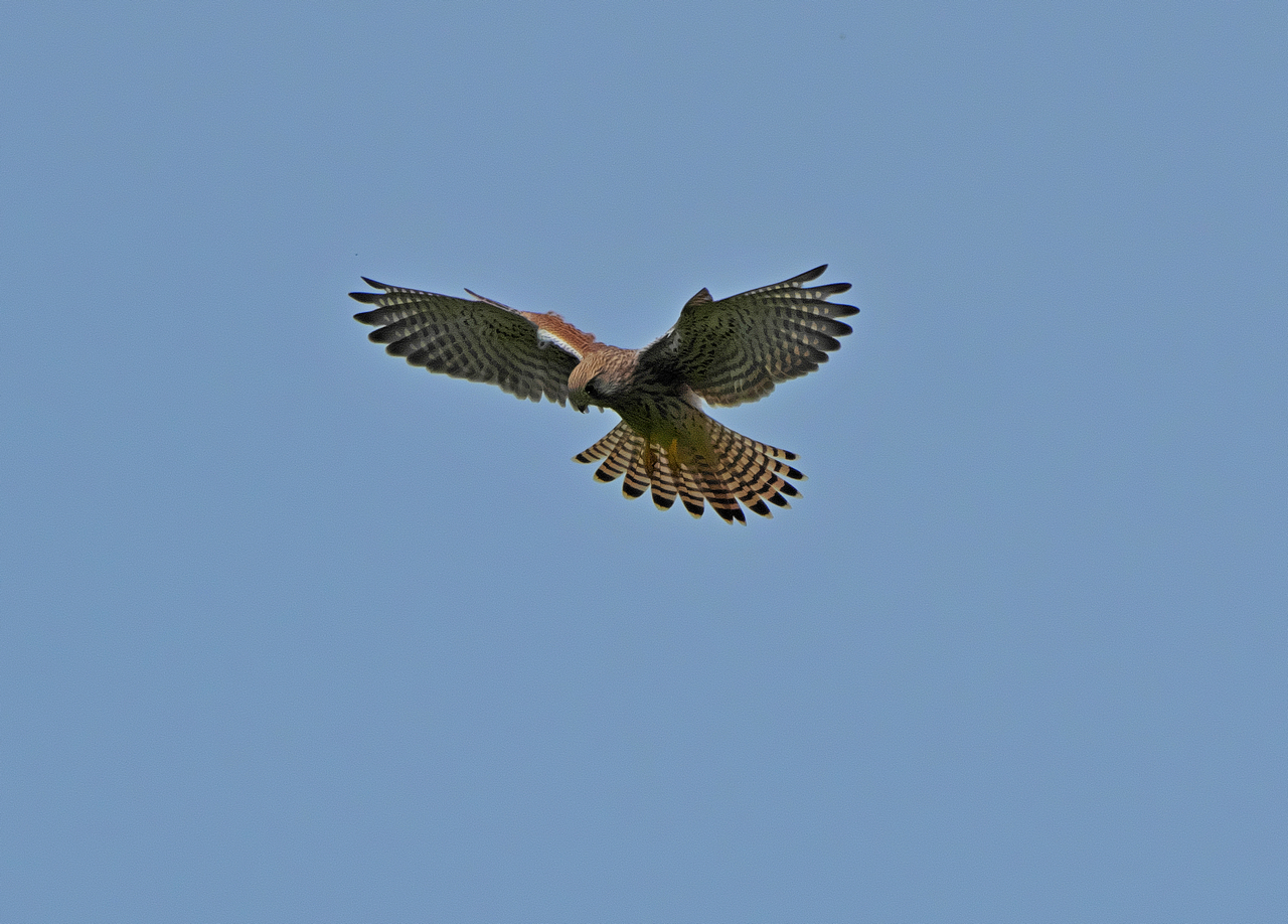 Turmfalke (Falco tinnunculus)