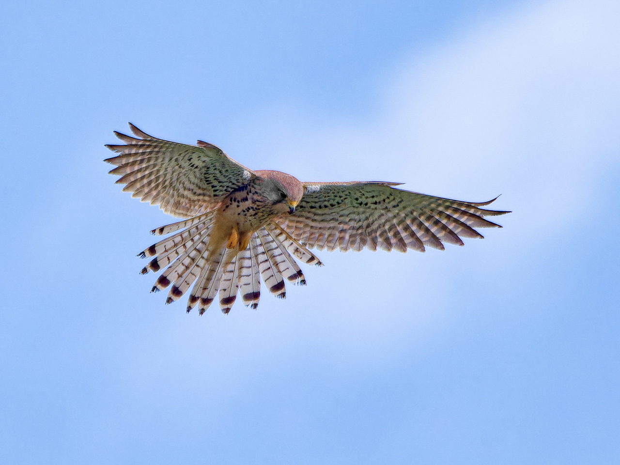 Turmfalke im Rüttelflug.jpg