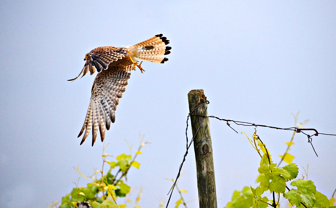 Turmfalke im Wengert