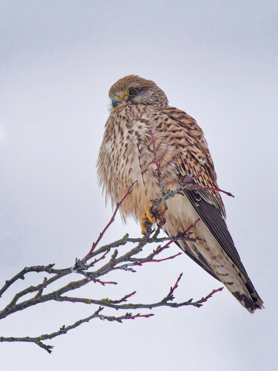 Turmfalke im Winterkleid klein.jpg