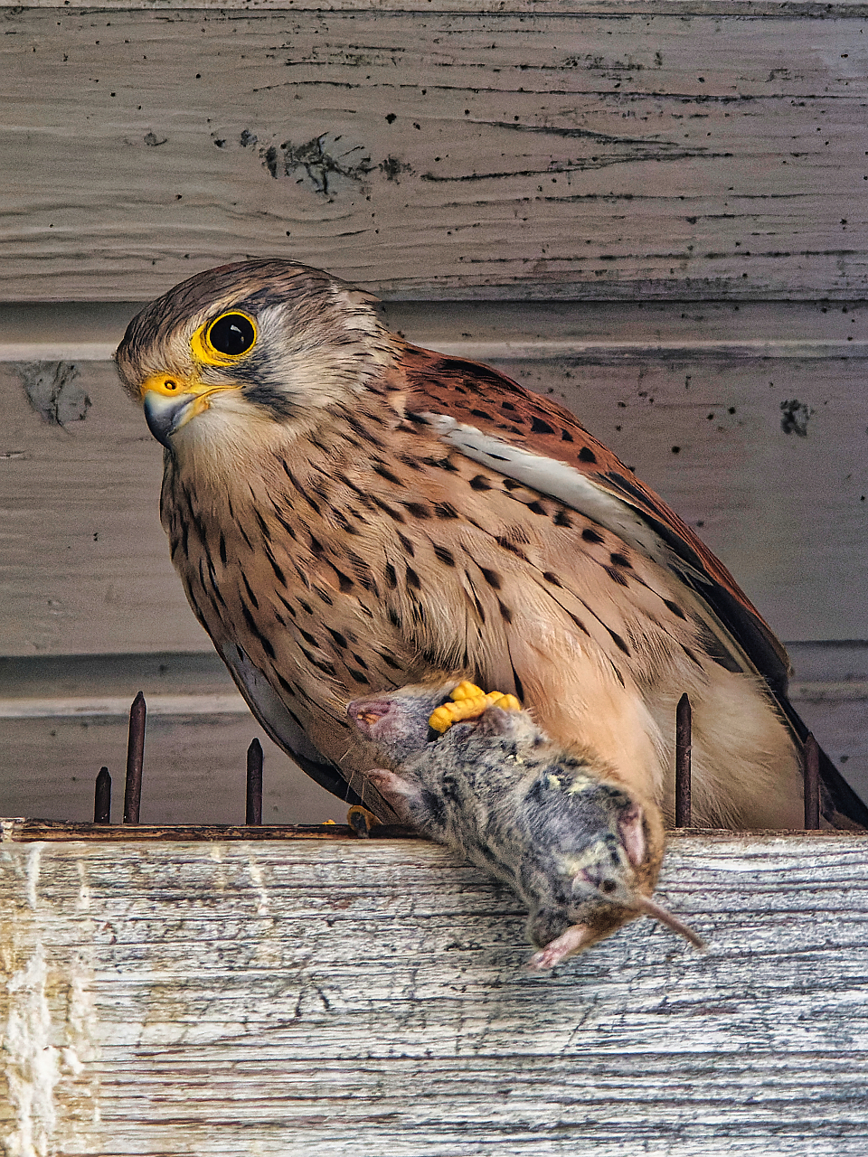 Turmfalke mit Abendmenu.jpg