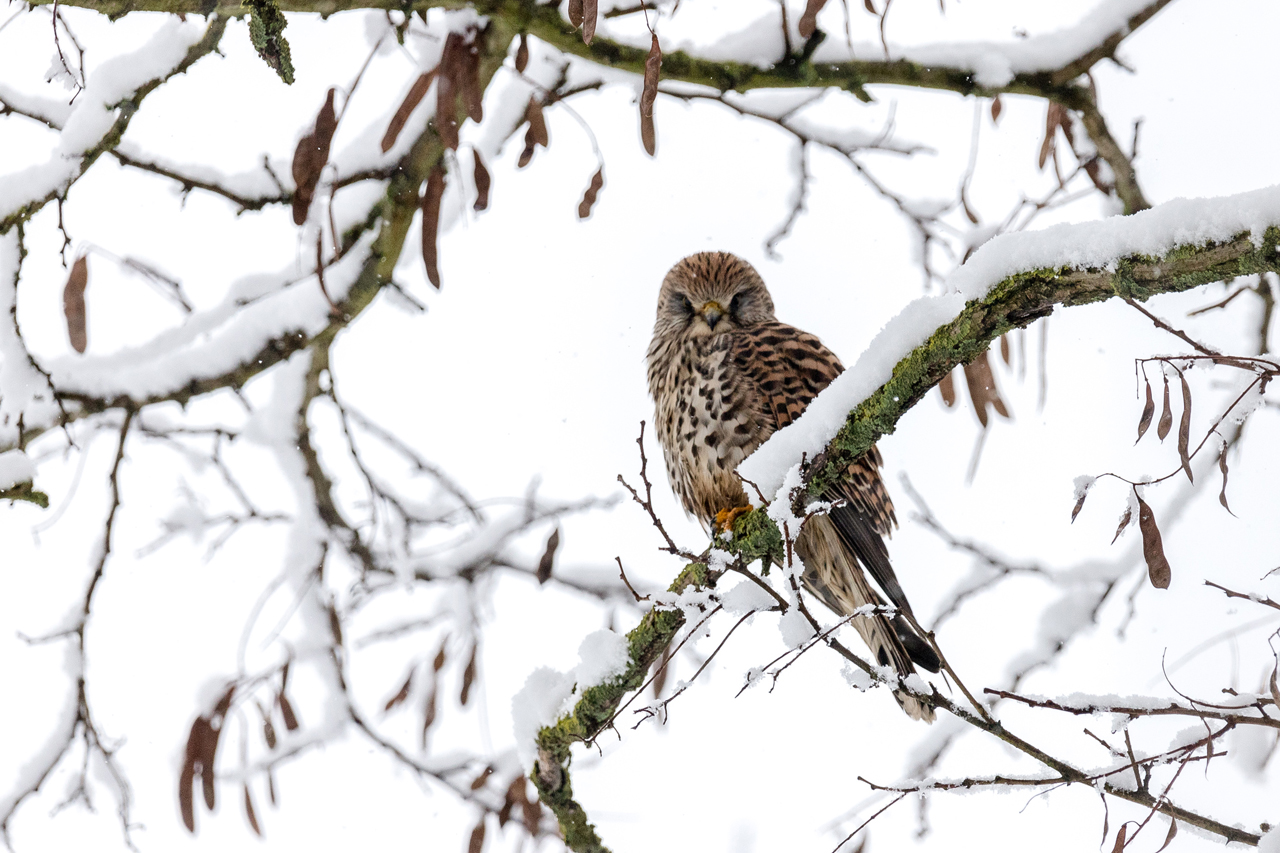 Turmfalke