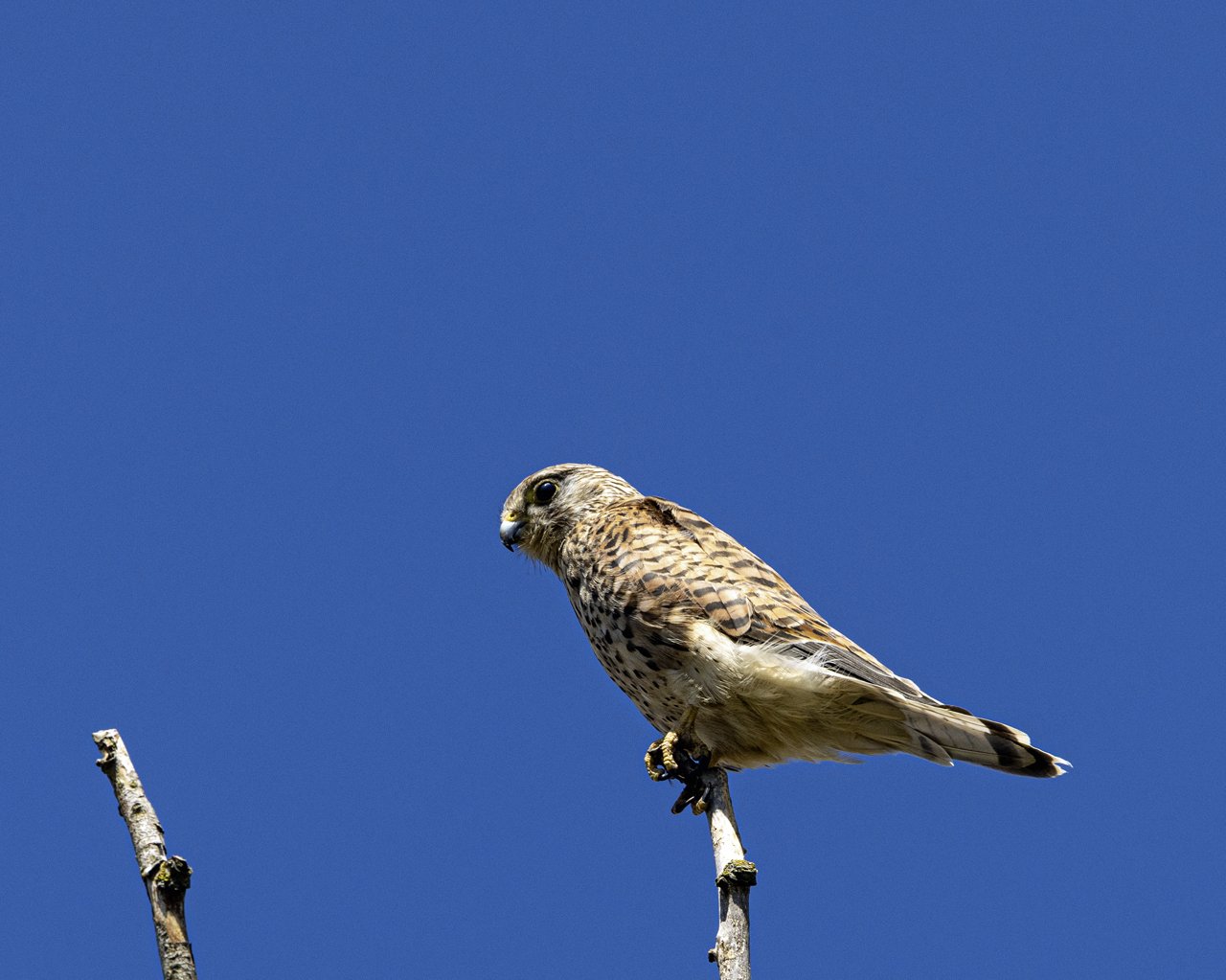 Turmfalke