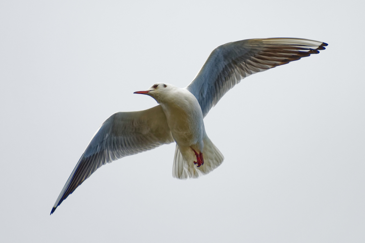 Überflieger