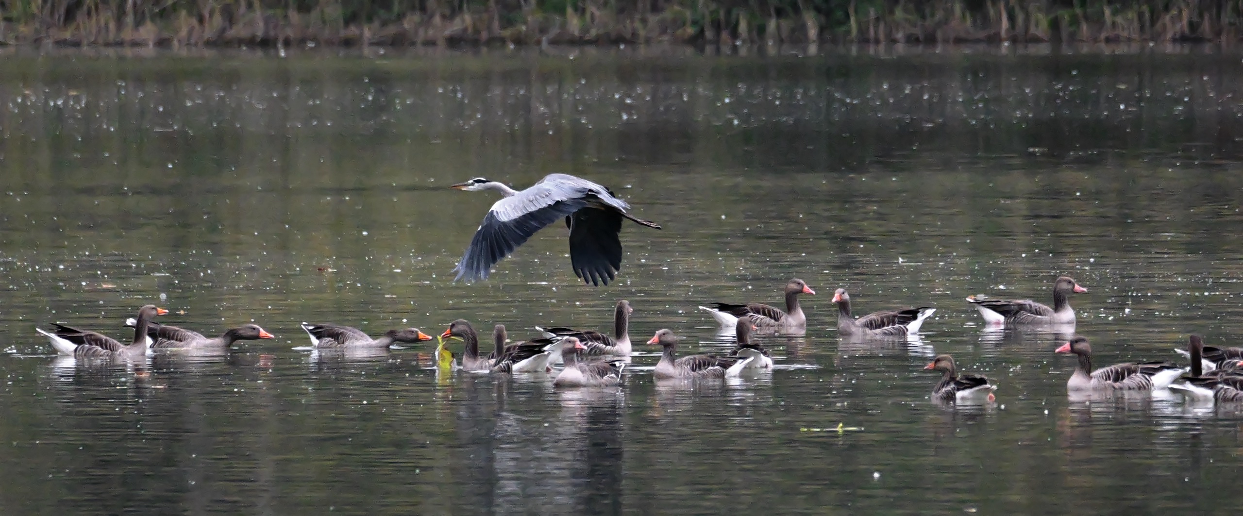 Überflieger