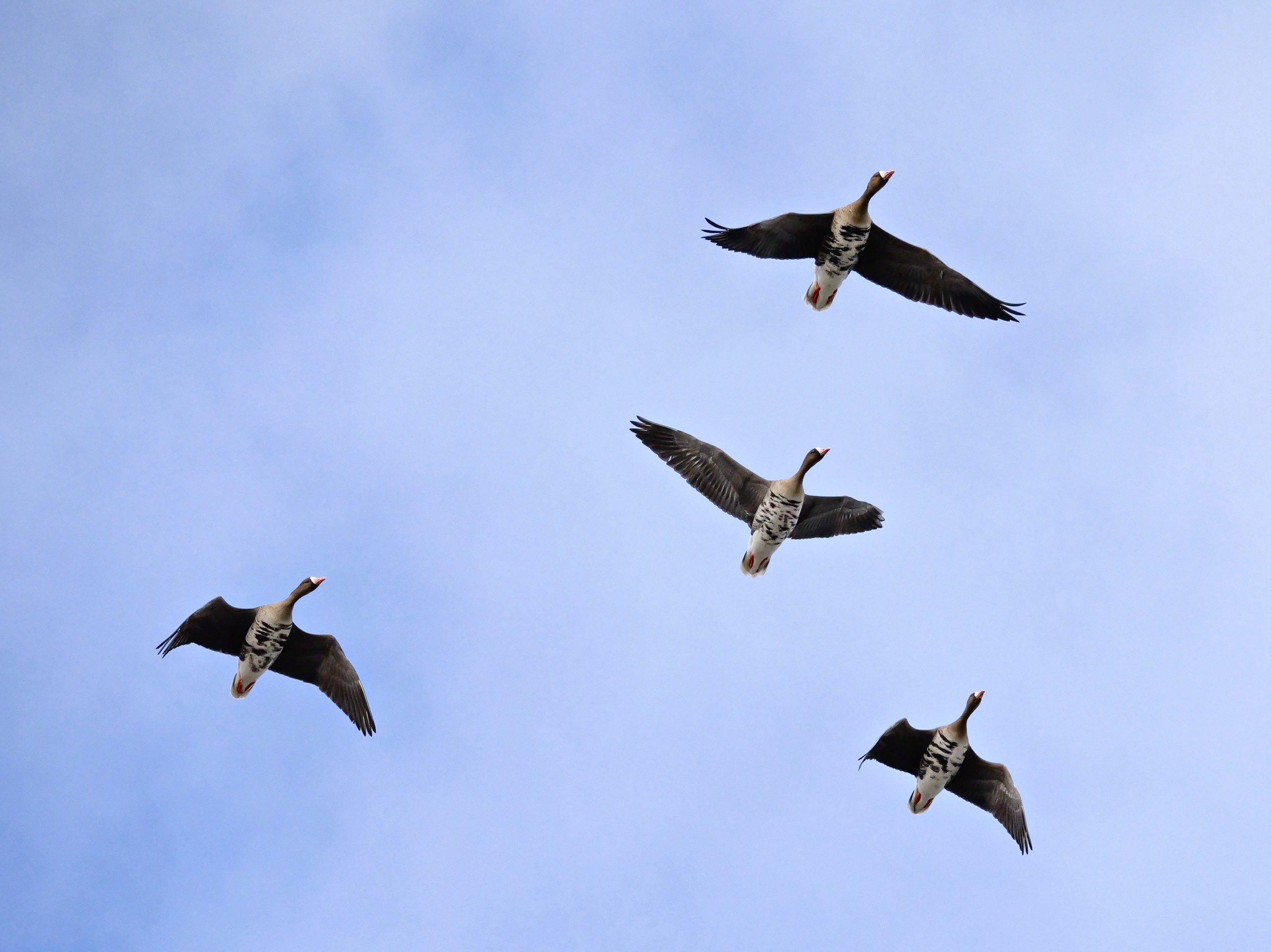 Überflug - Graugänse