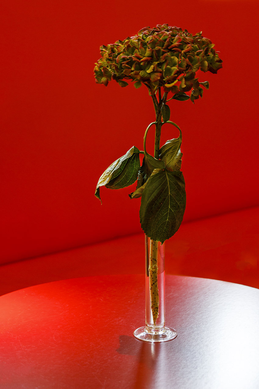 Unbekannte Blume auf rotem Tisch