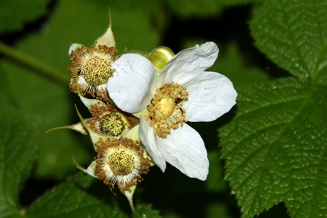 Unbekannte Blume