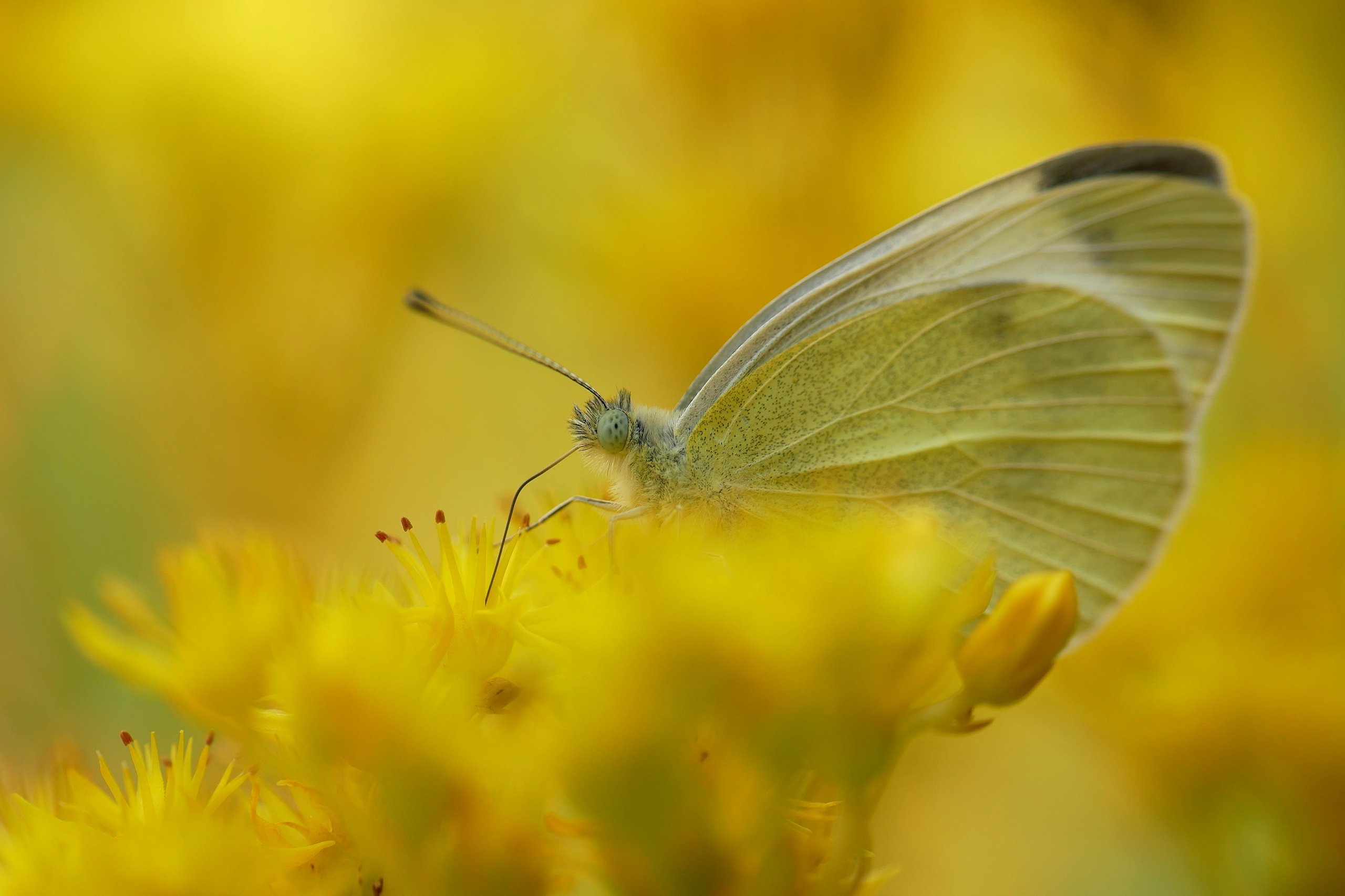 ...und es war Sommer