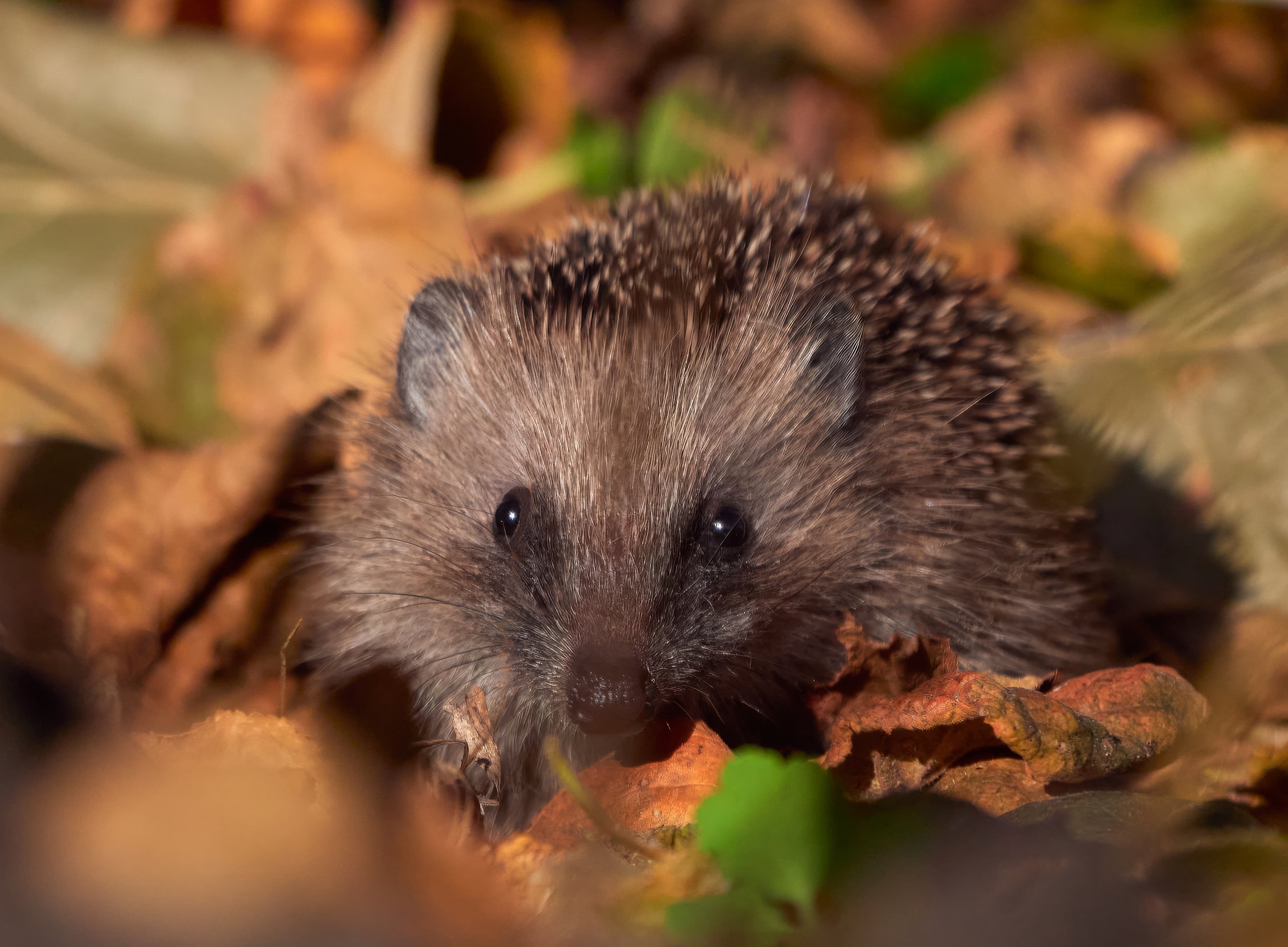 Unser kleiner Gartenigel