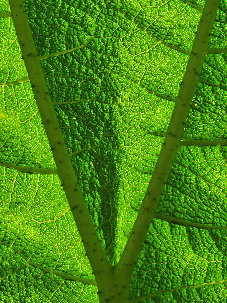 Unter dem Blatt einer Gunnera.jpg