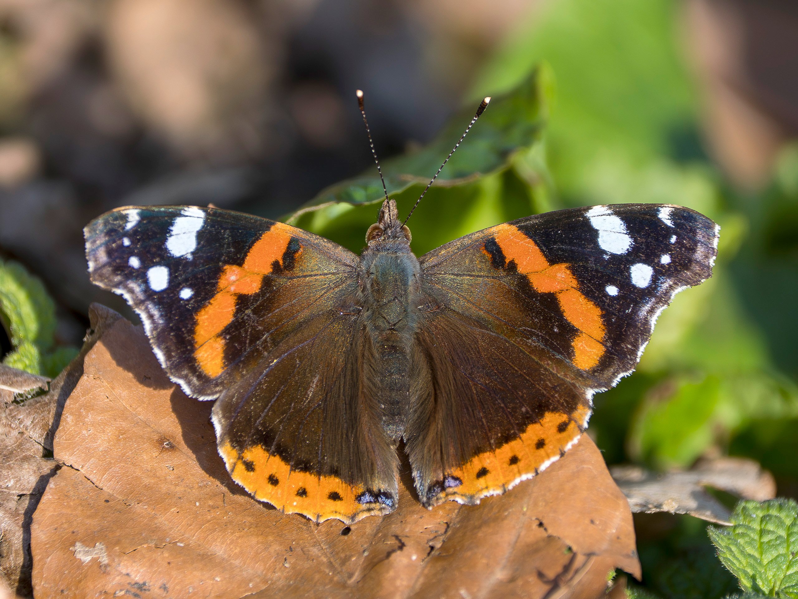 Vanessa Atalanta