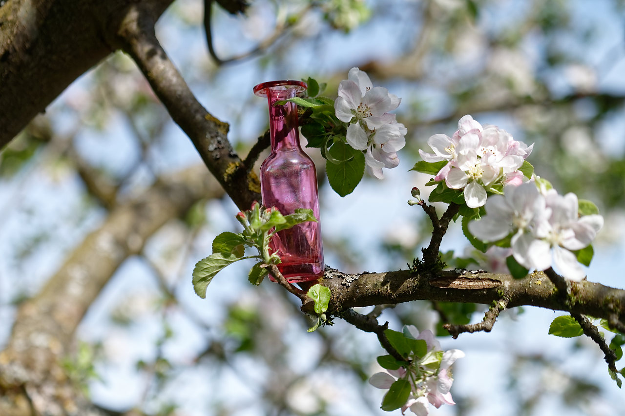 Vasenbaum mit Apfelblüten..