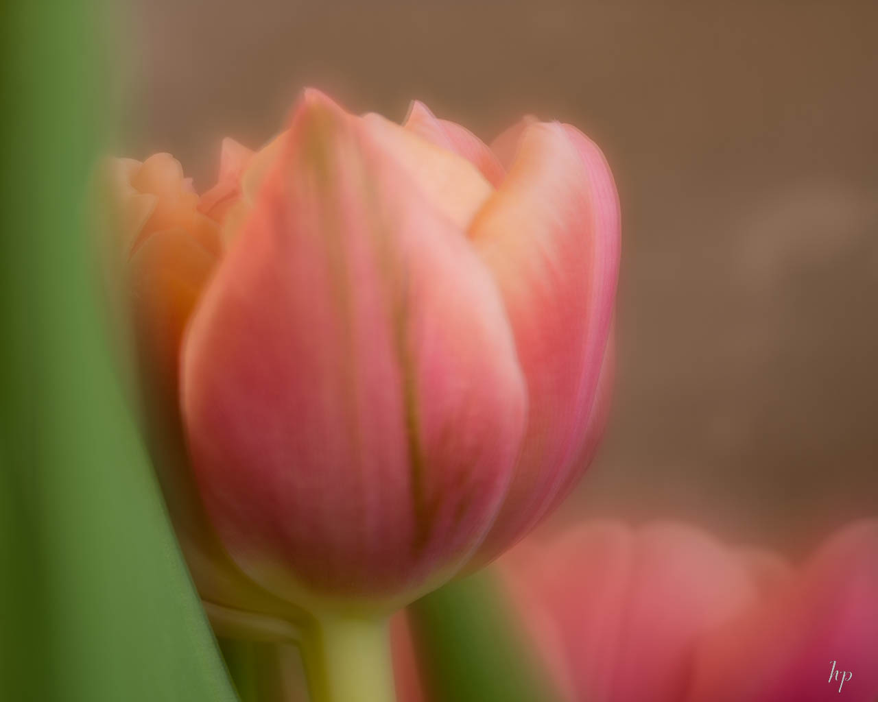 velvet tulips