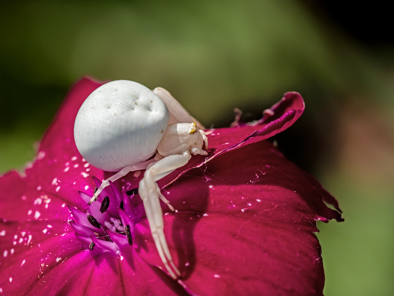 Veränderliche Krabbenspinne