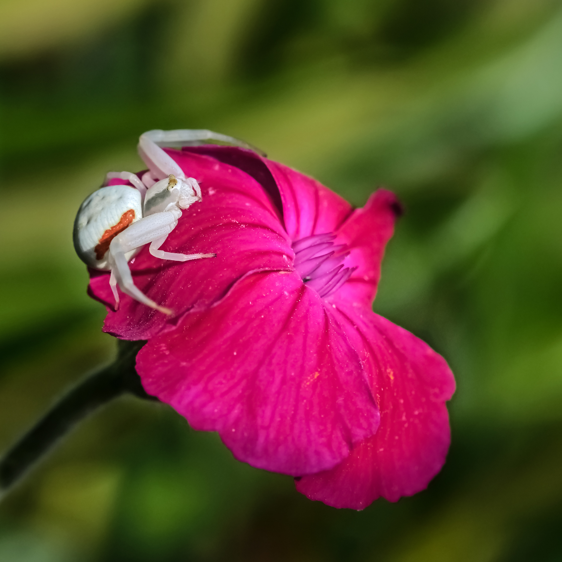 Veränderliche Krabbenspinne